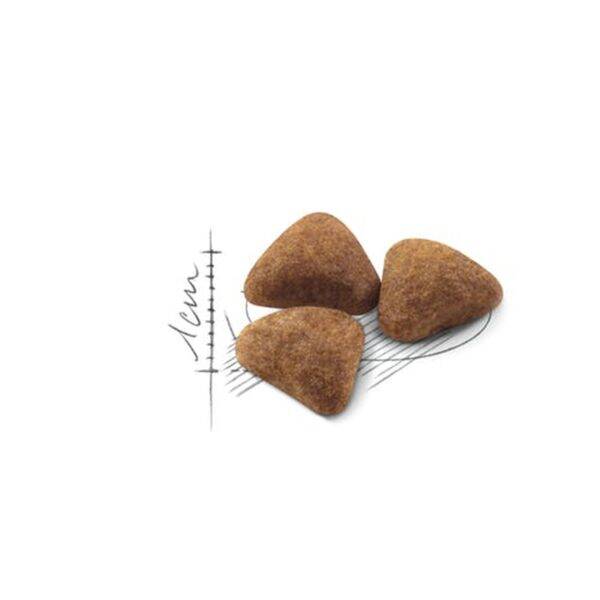 غذای خشک گربه ایندور رویال کنین